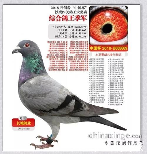 2200万天价“神奇小鸟”背后：恒源詹姆士黄永源的赛鸽王朝